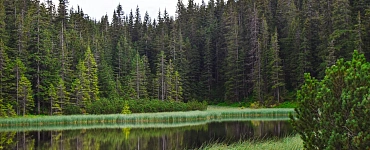 Лесное дело